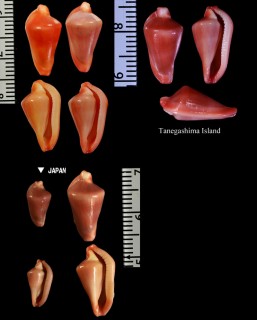 イカリガタツグチ Dentiovula horai small