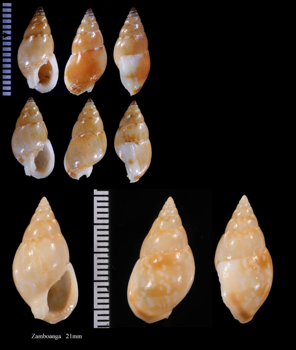 ミカンヨフバイ Nassarius multipunctatus small