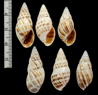 キュラソーミカンマイマイ (仮称) Drymaeus multilineatus menkei small