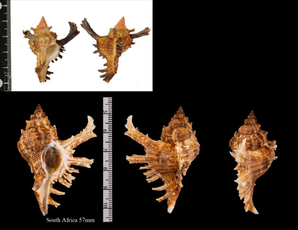 オイワイガンゼキボラ (仮称) Chicoreus felicitatis small