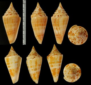 サンタマルタホウセキミナシ (仮称) Conus mappa granarius sanctaemarthae small