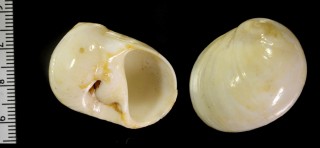 ムクマンジュウガイ Polinices candidissimus small