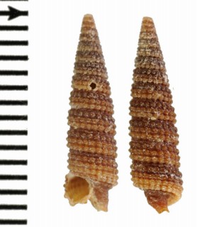クロクリイロキリオレ 黒栗色錐折 Aclophora xystica small