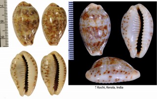 ハナガスミダカラ Palmadusta lentiginosa lentiginosa small