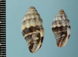 ソメワケオトメフデ Pusia cavea small