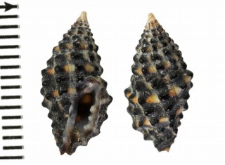 ブラックベリーイボレイシダマシ Morula nodulosa small