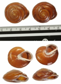 ヘソナシオニグチマイマイ (仮称) Isomeria loxensis small