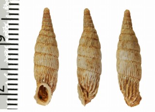 フクレクチヒダギセル (仮称) Albinaria corrugata turgida small