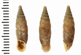 ブラウニオーストリアギセル (仮称) Charpentieria itala braunii small