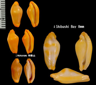 トラフケボリ 虎斑毛彫 Primovula tigris small