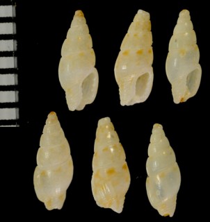 ククリムギガイ Mitrella phila small