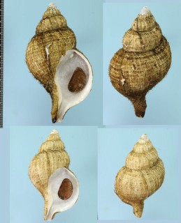 マゼランアヤボラ Fusitriton magellanicus small