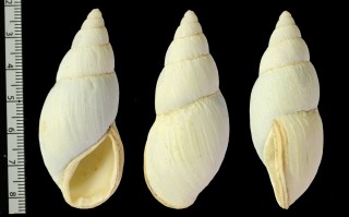 スピリッツクチベニアカネマイマイ (仮称) Placostylus ambagiosus spiritus small