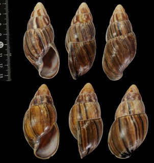 フローリナガマイマイ (仮称) Thaumastus flori small