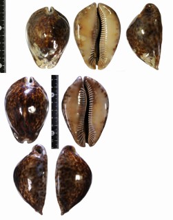 ヨモスガラダカラ Trona stercoraria stercoraria small