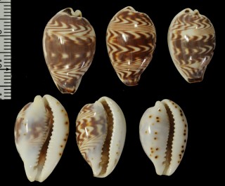 ハクビスミナガシダカラ (仮称) Palmadusta diluculum magnifica small