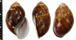 マカエオオアカマイマイ (仮称) Megalobulimus grandis aff. small