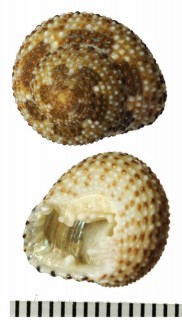 チャガスリナツモモ Clanculus maxillatus small