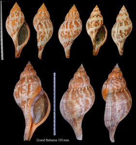 チューリップボラ Fasciolaria tulipa tulipa small
