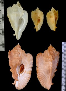 アラフラバショウ Pterynotus bednalli small