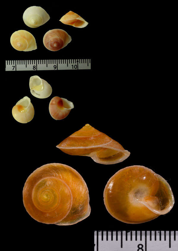 カドバリネッタイヤマキサゴ Geophorus oxytropis small