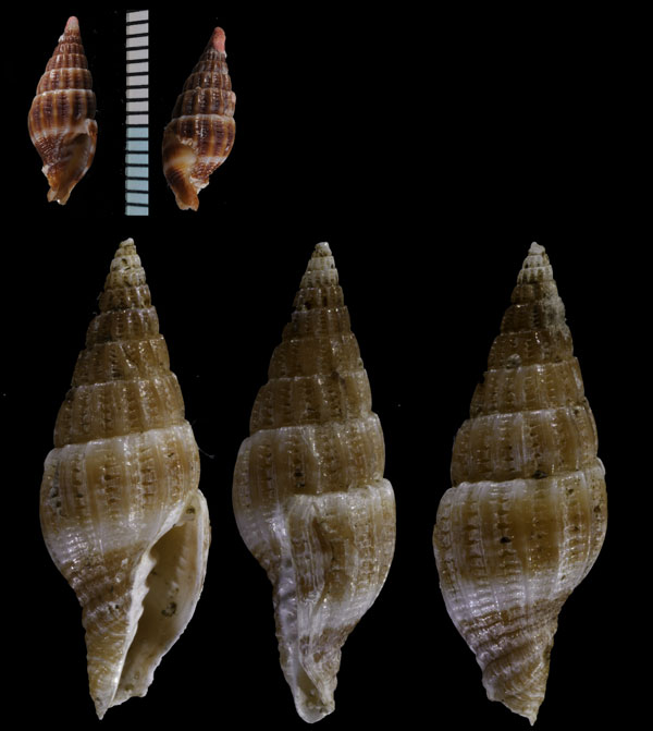 シロオビチャイロミノムシ (仮称) Vexillum leucophryna small