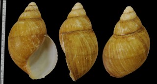 ワライロベニアフリカマイマイ (仮称) Archachatina marginata icterica small
