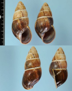 オルケシナガマイマイ (仮称) Thaumastus orcesi small