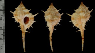サラスツブリボラ Murex sallasi small