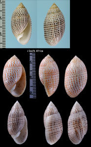 タイワンカヤノミガイ Pupa solidula small