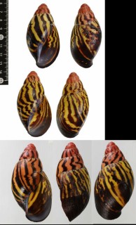 カメルーンアフリカマイマイ Archachatina camerunensis small