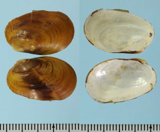 ダイコクタマエガイ Musculus discors small