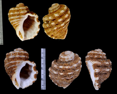 フトウネナンアボラ Cabestana dolarium small