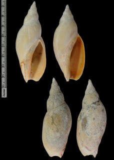 バラティニメロンボラ (仮称) Adelomelon barattinii small