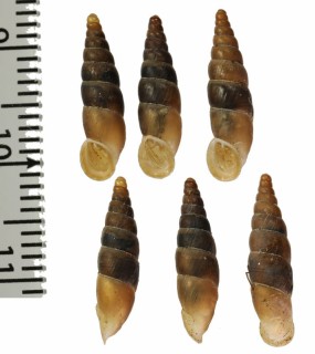 ノルドジクトランシルバニアギセル (仮称) Alopia subcosticollis nordsiecki small
