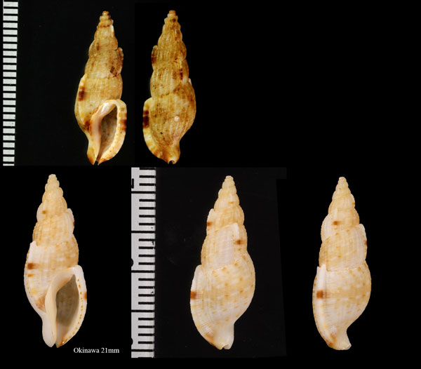 ヒモカケシリキレボラの一種 Tritonoharpa pseudangasi small