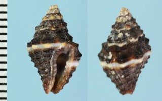 シロフノシガイ (仮称) Engina turbinella small