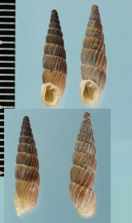 イトカケロマーニャギセル (仮称) Alopia canescens proxima small