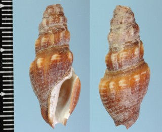 スミイロモミジボラ (仮称) Crassispira carbonaria small