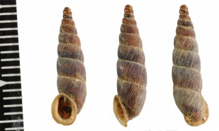 ラテンスロマーニャギセル (仮称) Alopia glauca latens small