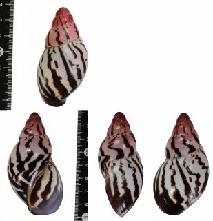 パピルスアフリカマイマイ Archachatina papyracea papyracea small