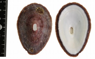 ダイオウスカシ Fissurella maxima small