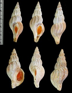 シワバイ 皺? Plicifusus polypleuratus small
