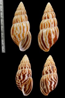 ホノホサラサマイマイ Limicolaria flammea small