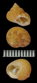 ヒメエビスの近似種 ? Calliostoma sp. small