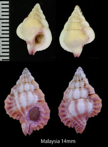 ウネイササボラ Gyrineum lacunatum small