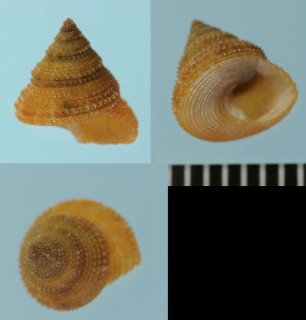 ガラパリエビス Calliostoma echinatum small