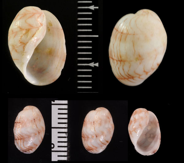 チャシボリガイ Micromelo undata small
