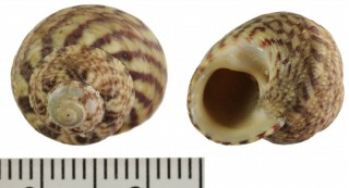 マダラシタダミ Gibbula spurca small