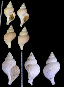 シンカイエゾボラ Neptunea nivea small